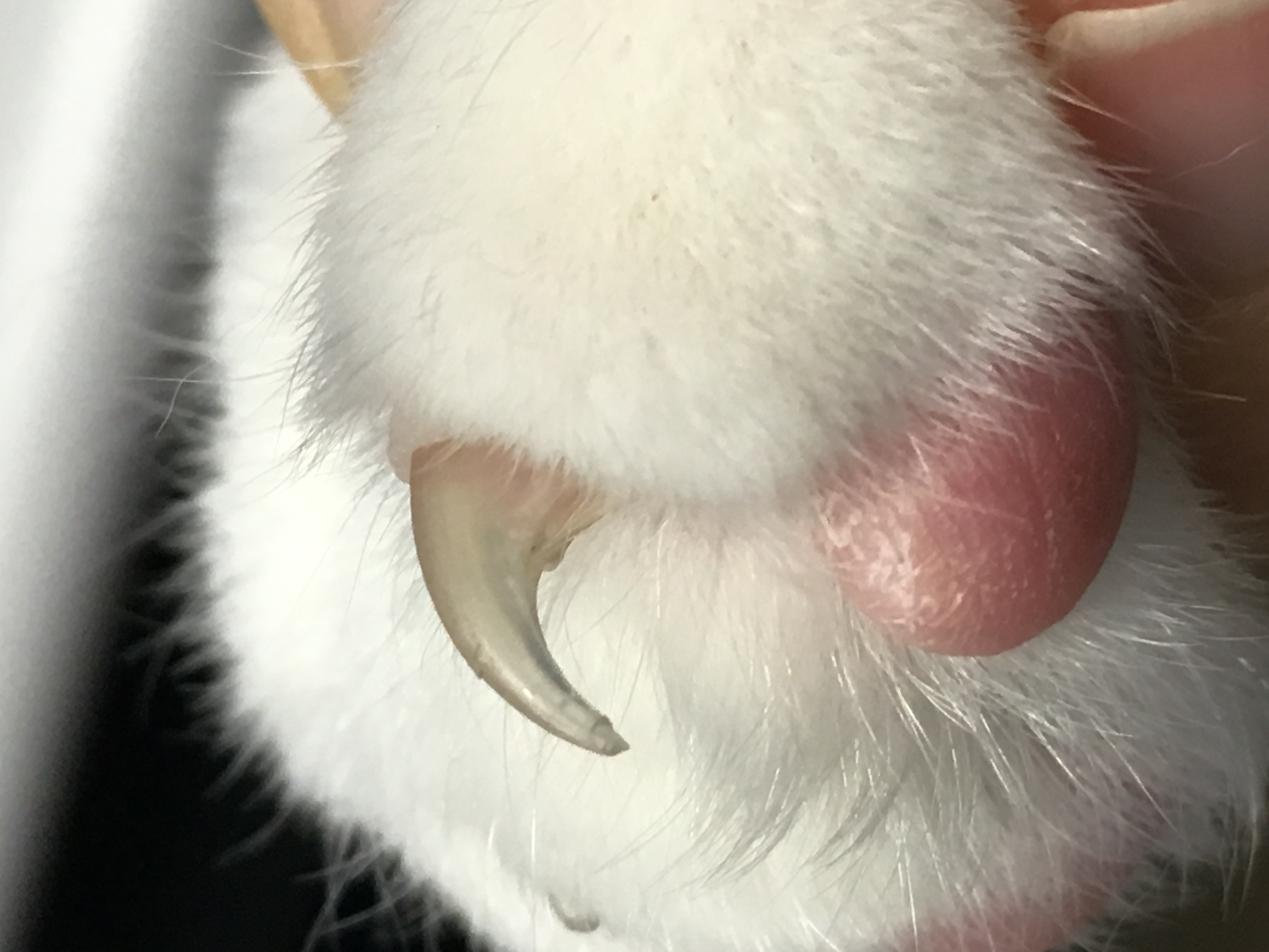 How to trim cat nails - Sherbrooke Animal Hospital